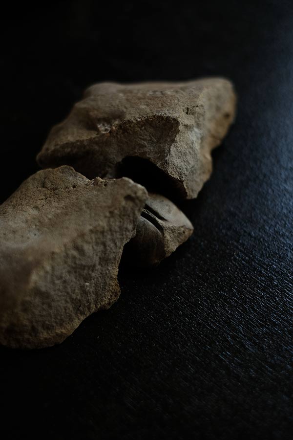 二枚貝の化石とノジュール