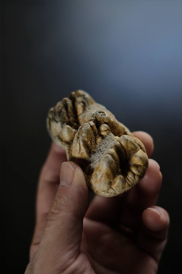 ゴンフォテリウムの歯の化石