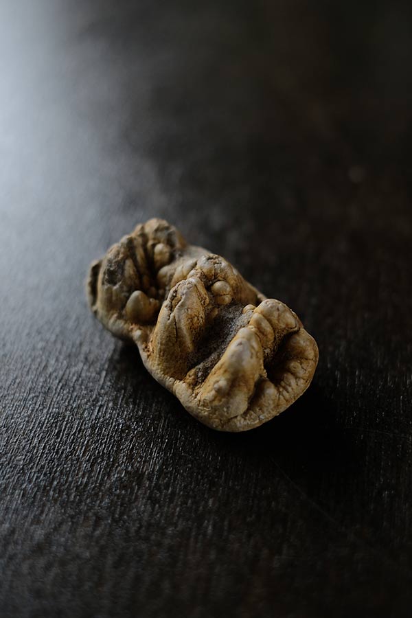 ゴンフォテリウムの歯の化石