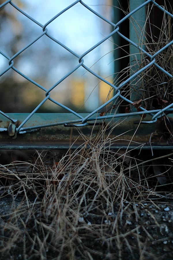 今日の平井第二小学校の校庭