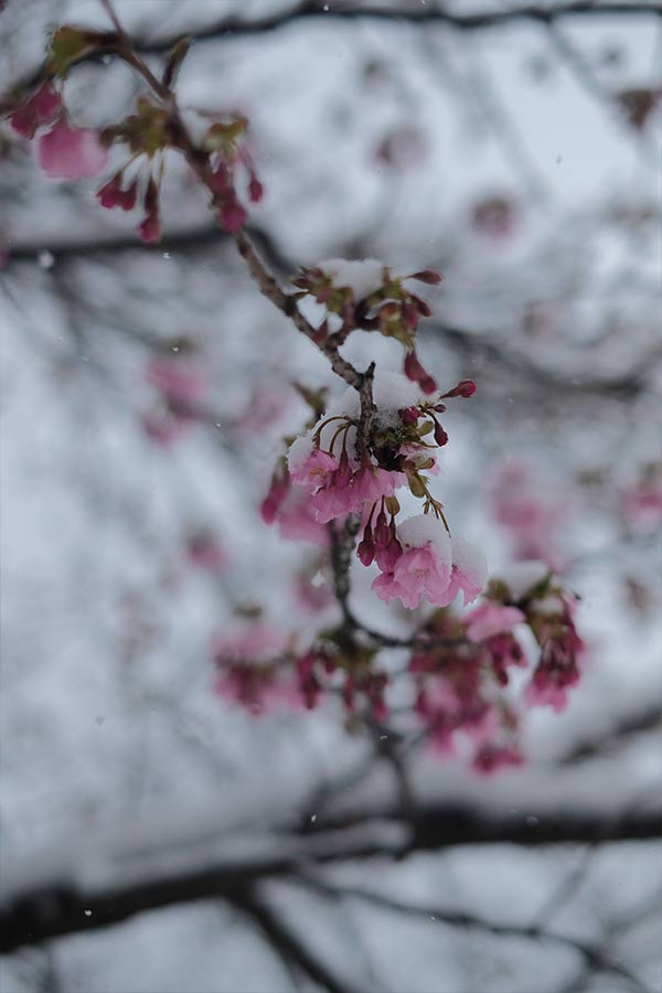 雪をかぶったカワヅザクラ
