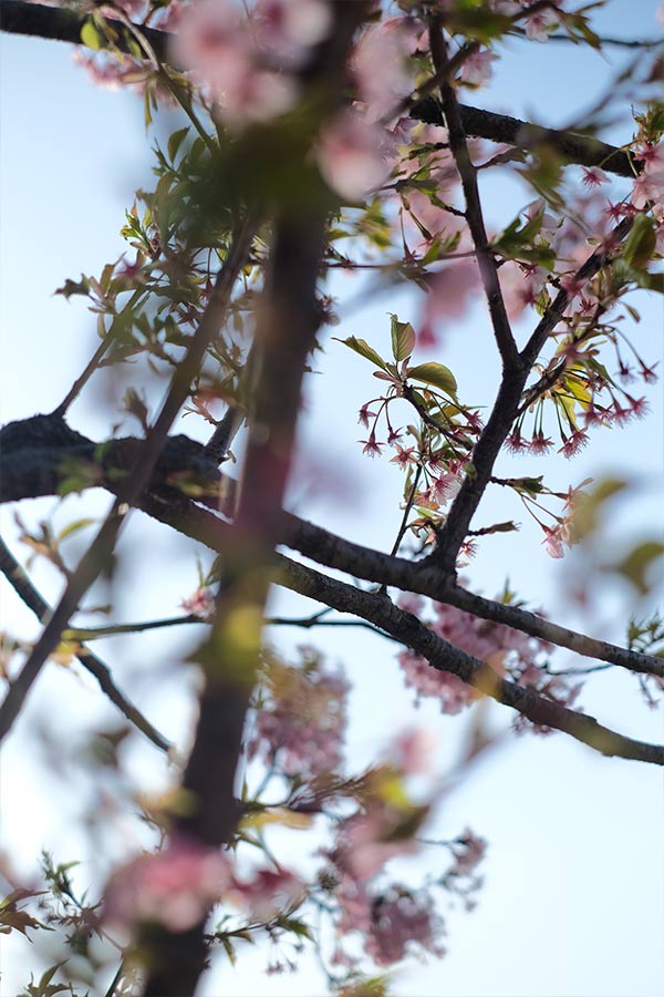 カワヅザクラ