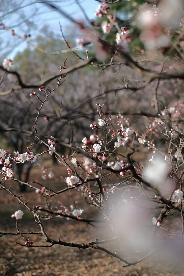 亀戸公園の梅