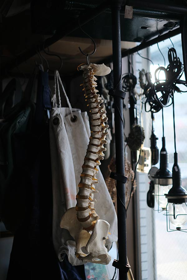 脊柱骨盤 標本