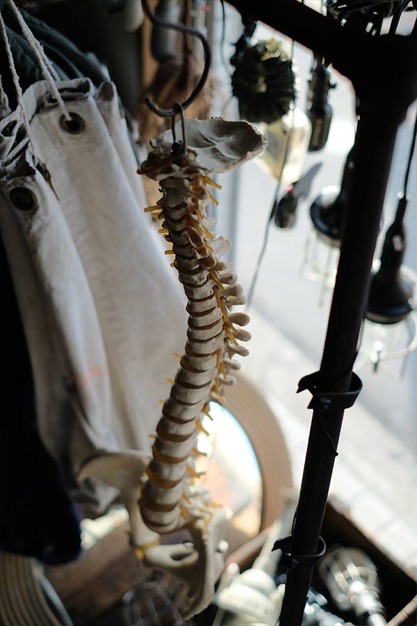 脊柱骨盤 標本